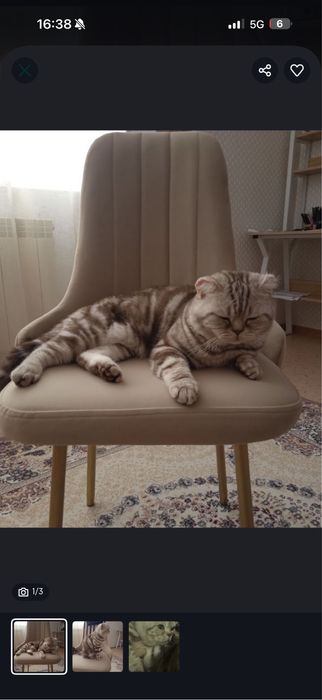 Продам хороший кот