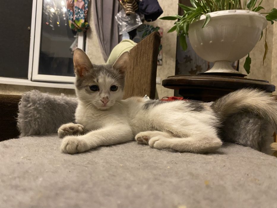 Отлае Милых котят