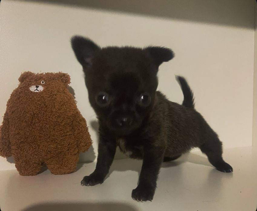 Супермини малышка чихуахуа!