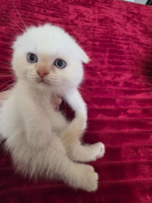 Красивый котёнок