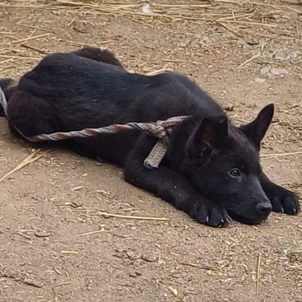 Щенок девочка , 2,5 месяца
