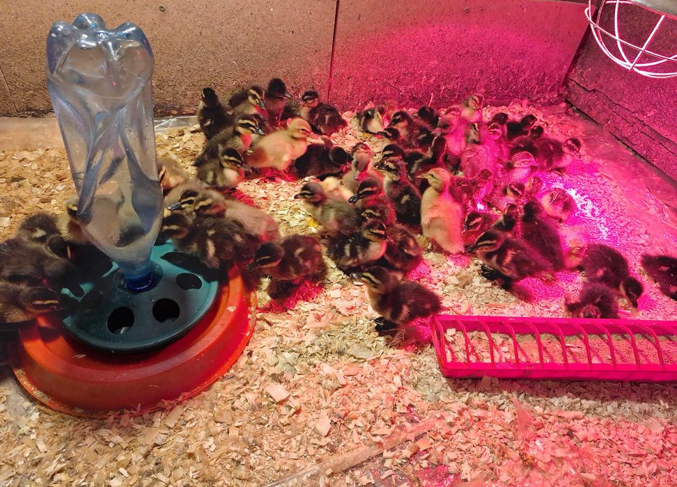 Boboci de rata colorata