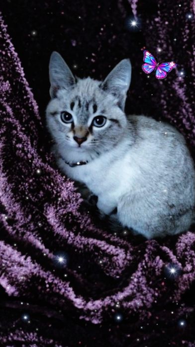 Отдаю котят В хорошие руки