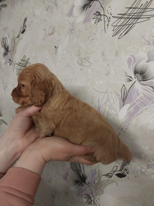 Продам чистокровного спаниеля