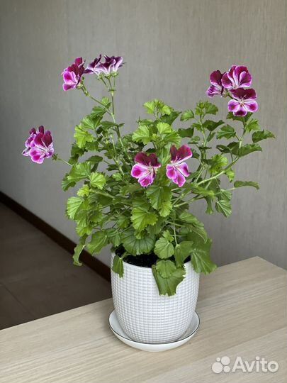 Продам черенки пеларгонии Ангел Би Колор