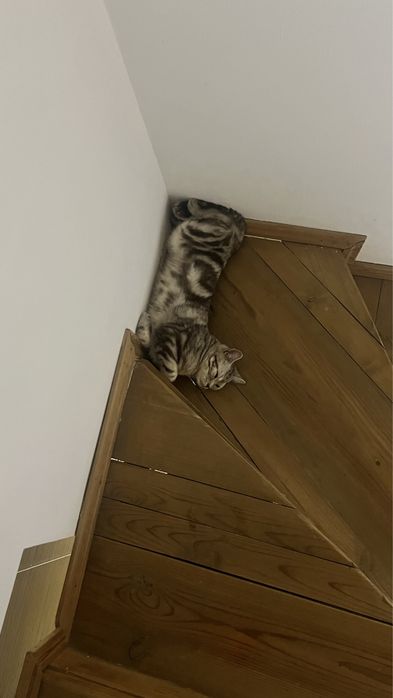 Отдам кота в добрые руки