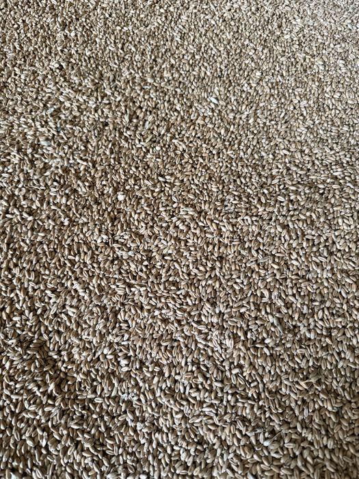 Grâu de vanzare , productie 2025