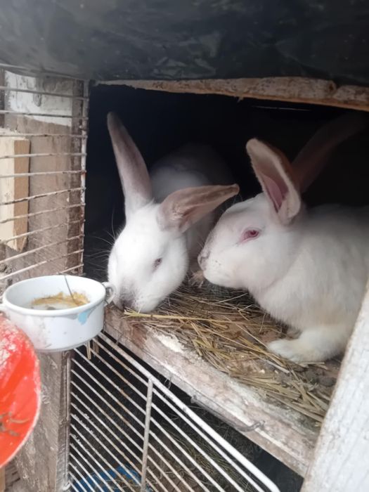 Iepurii de sacrificat