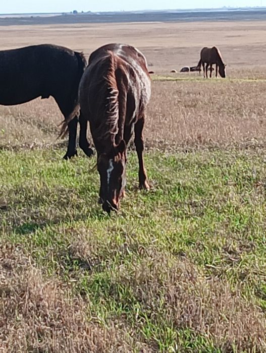 Продам лошадь кобыла