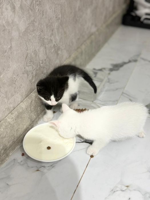 Котята в хорошие руки