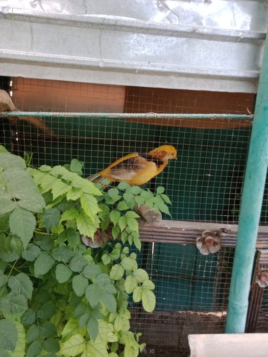 Продаются фазаны