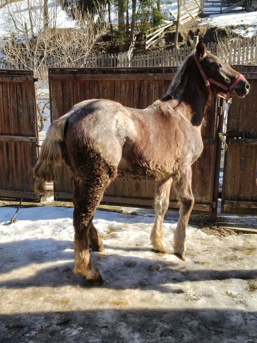 Mânz de vânzare de 9 luni