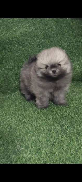 Щенки мини шпица разных окрасов