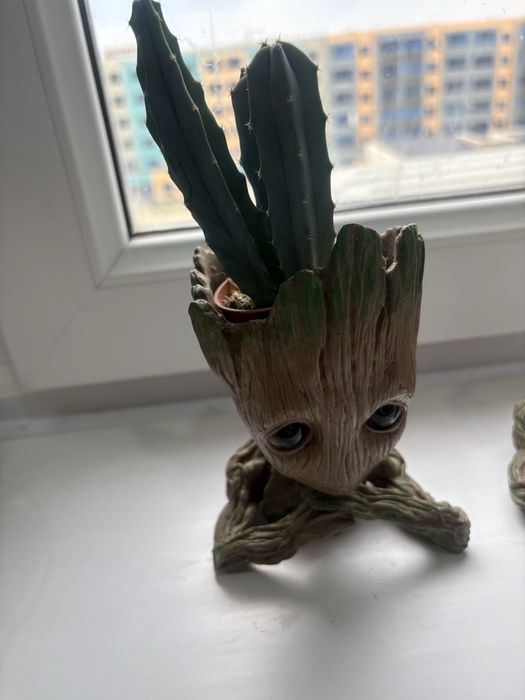 продам разные сукуленты вместе с кашпо