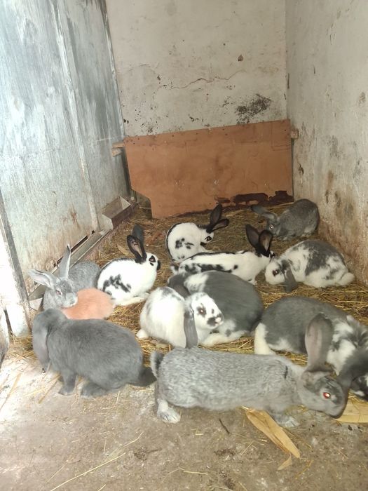 Vănd iepurași 3 rase diferite