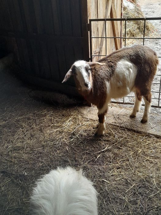 10 месечни ярета мъжко и женско