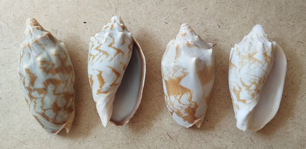 Ракушки морские, разный размер