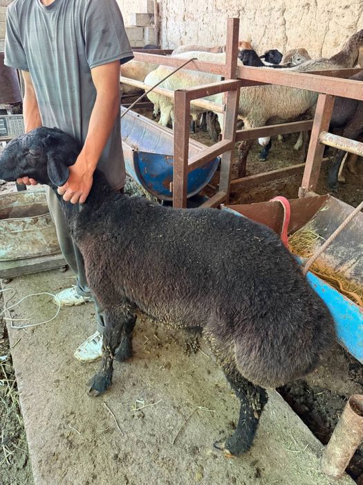 Qurbonlikka qoy kerak deganlarga shoshiling soni kam kolyapti