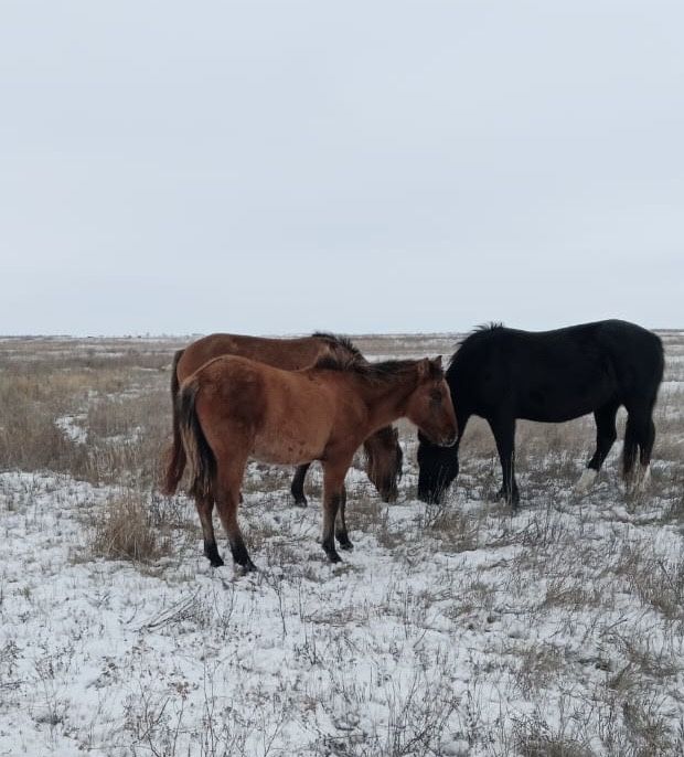 Еркек мұғалжар жабағылар