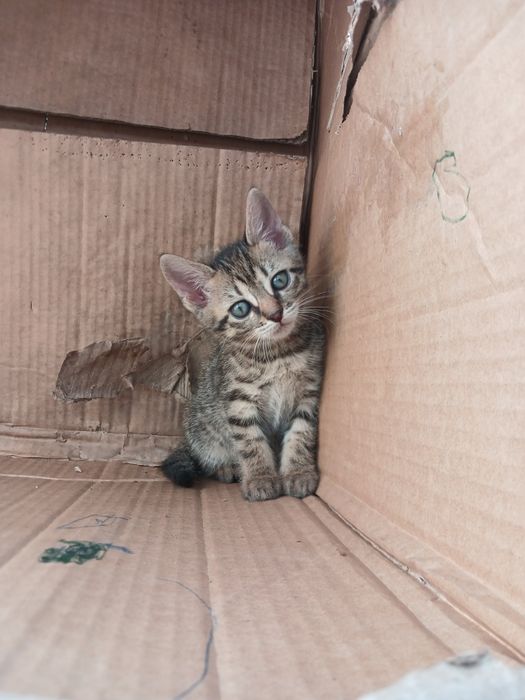 Котёнок бесплатно