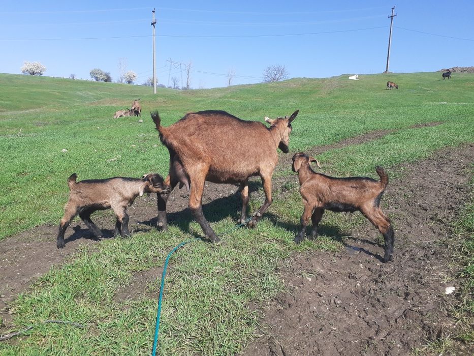 Capre gestante de vânzare