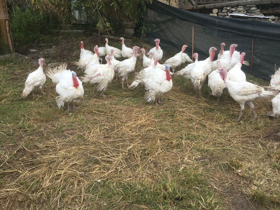 Curci si curcani de vanzare