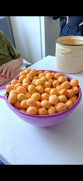 Абрикосы домашние