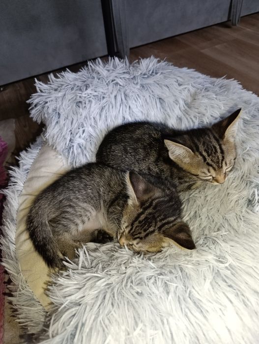 Котята! Бесплатно