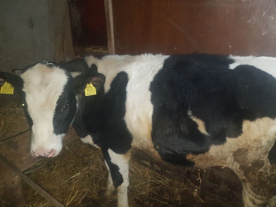 De vînzare. Pogoanele