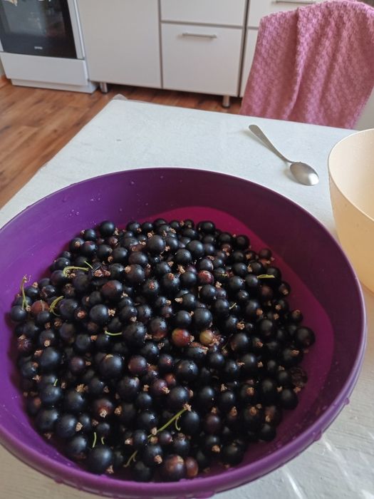 Продам саженцы чёрной смородины.