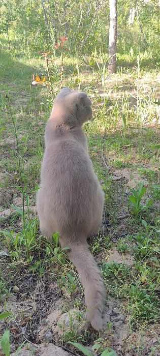 Scottish Fold mushugi sotiladi