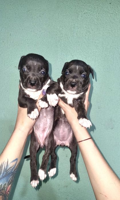 Американский стаффордширский терьер