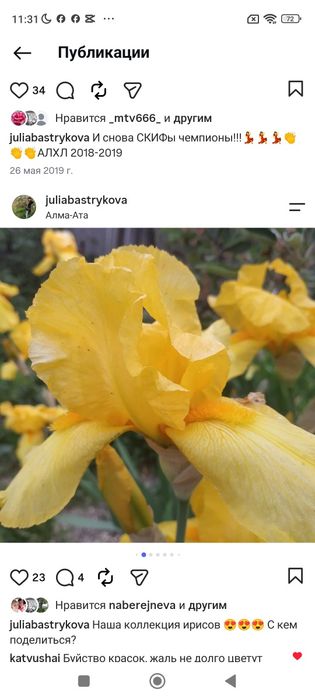 Клубни ириса продам