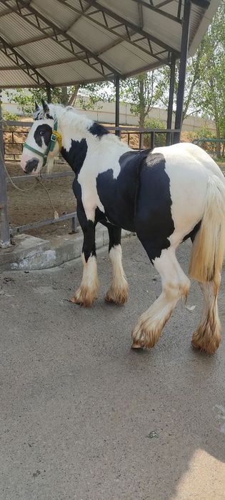 Продаются лошади породы Тинкер