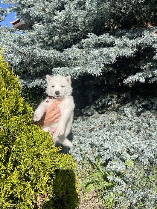 Хаски белый разноглазый мальчик
