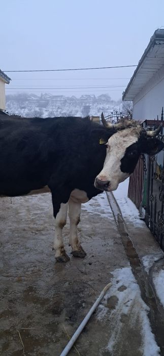 Vând vacă gestanta