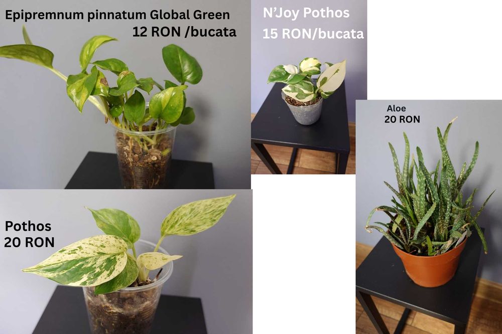 Plante de apartament