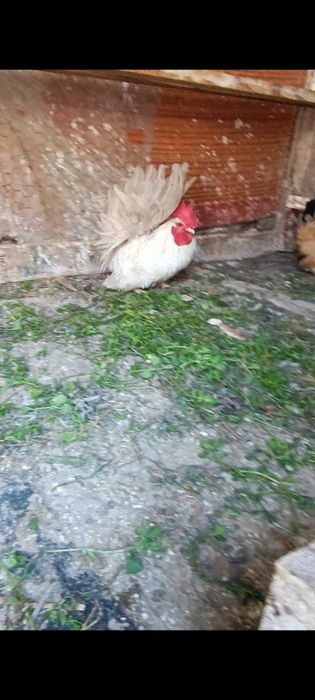Cocoșei chabo tineri