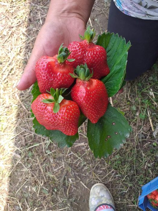 Разсад за ягоди 0.25€ целогодишни сезони и други само сега разполагаме