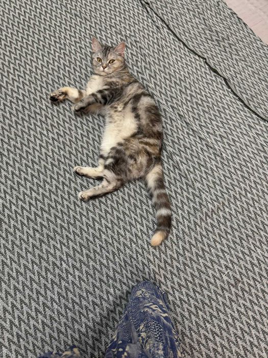 Котята, скотиш страйт