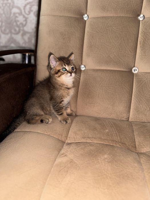 Золотая шиншила британец продается срочно