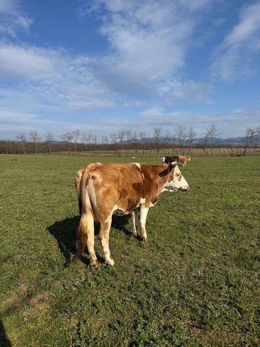 Vând vaca, 6300 Lei