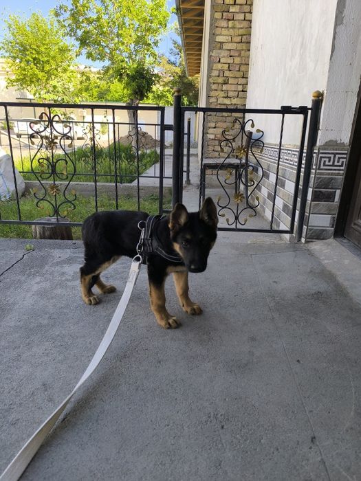 Немецкая овчарка