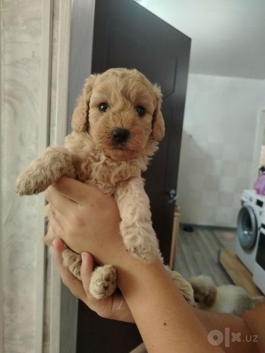 Продаються щенки пуделя