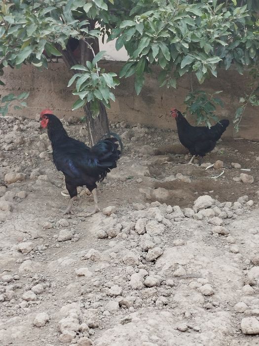 Xoʻroz bilan tovuq  tuhumda 1 yosh. Zoti  avstralop tozasi