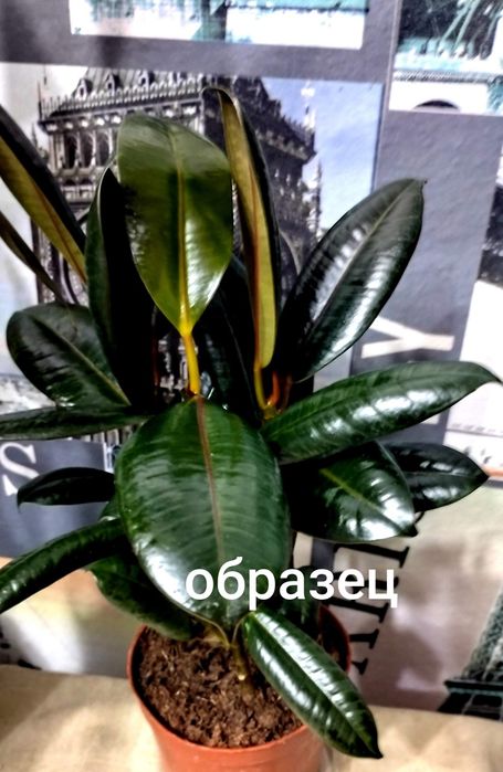 Фикус Чёрный принц