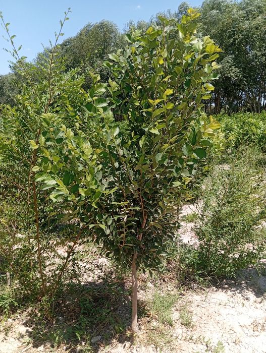 Yashil makon loyihasi uchun turli xildagi mevali manzarali daraxtlar