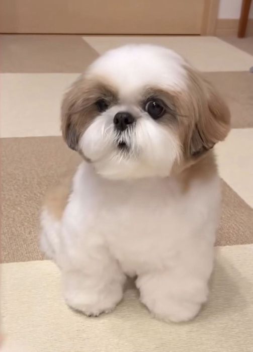 Cațel Shih Tzu Pui cu Pedigree Rasa Pura