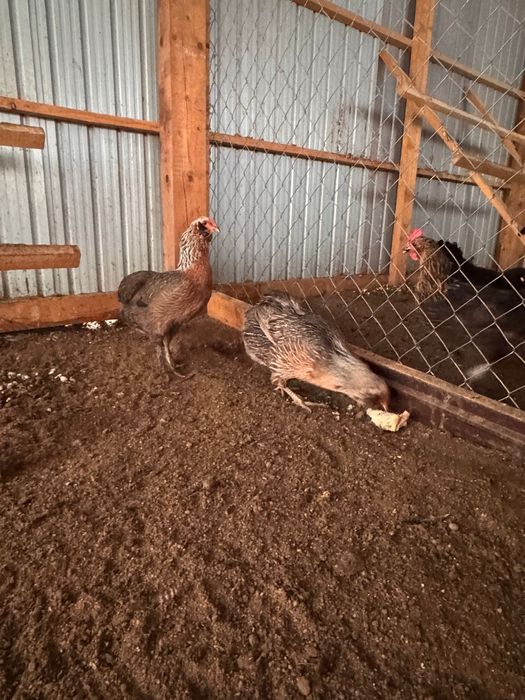 Vand Oua Playmoth Rock Barat , Marans , Araucana , Australorp Alb