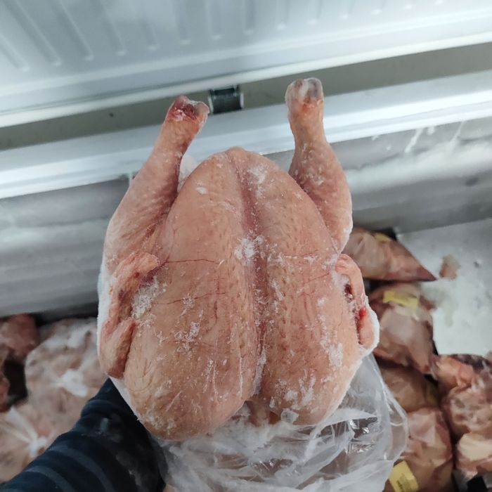 Курочка домашняя
